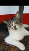 Gato ra a srd tricolor idade  nome BENEDITA 