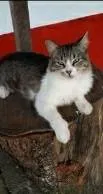 Gato ra a srd tricolor idade  nome BENEDITA 