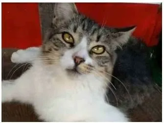 Gato ra a srd tricolor idade  nome BENEDITA 
