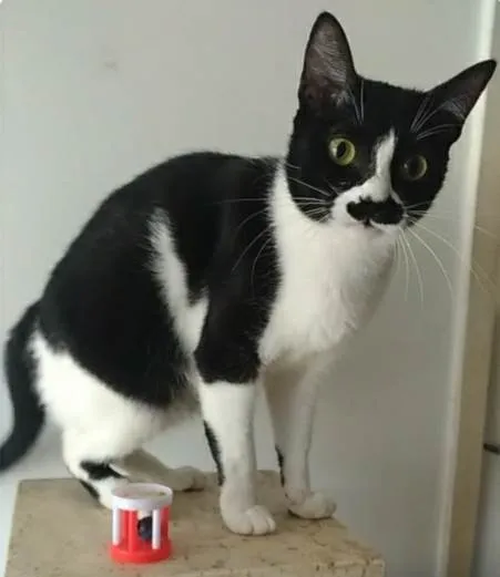Gato ra a srd frajolinha  idade 2 anos nome CHAYENE