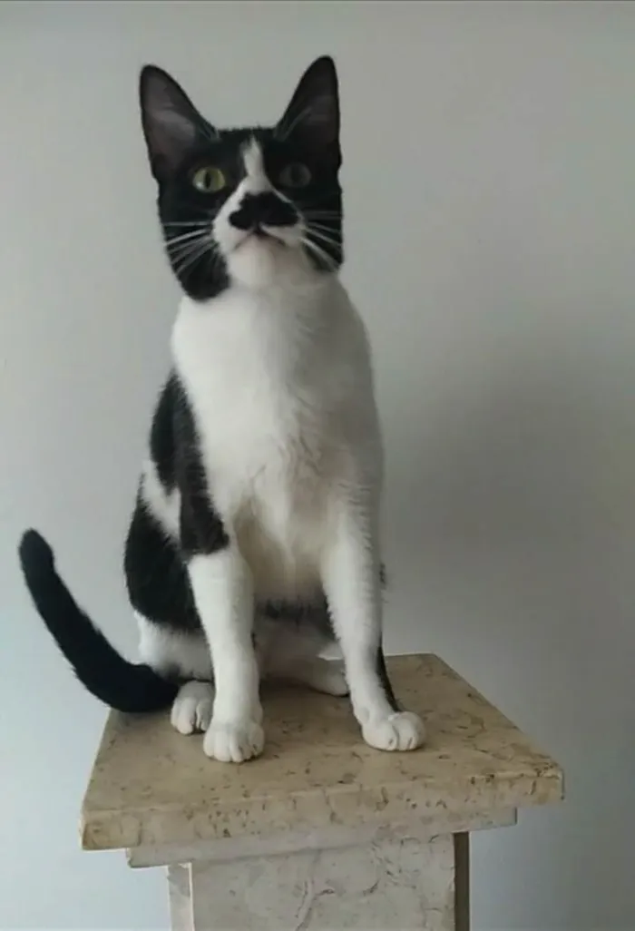 Gato ra a srd frajolinha  idade 2 anos nome CHAYENE