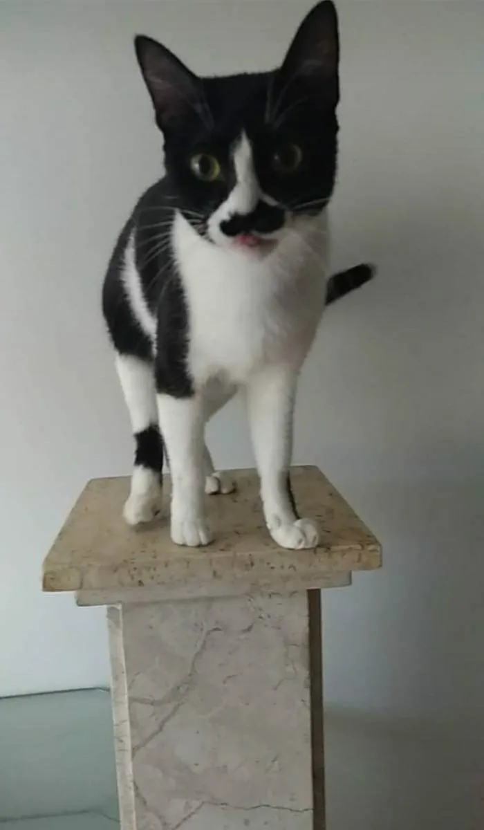Gato ra a srd frajolinha  idade 2 anos nome CHAYENE