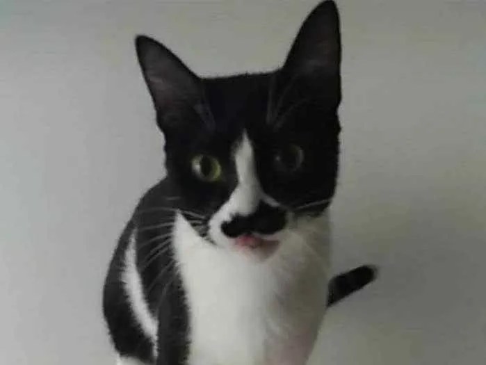 Gato ra a srd frajolinha  idade 2 anos nome CHAYENE