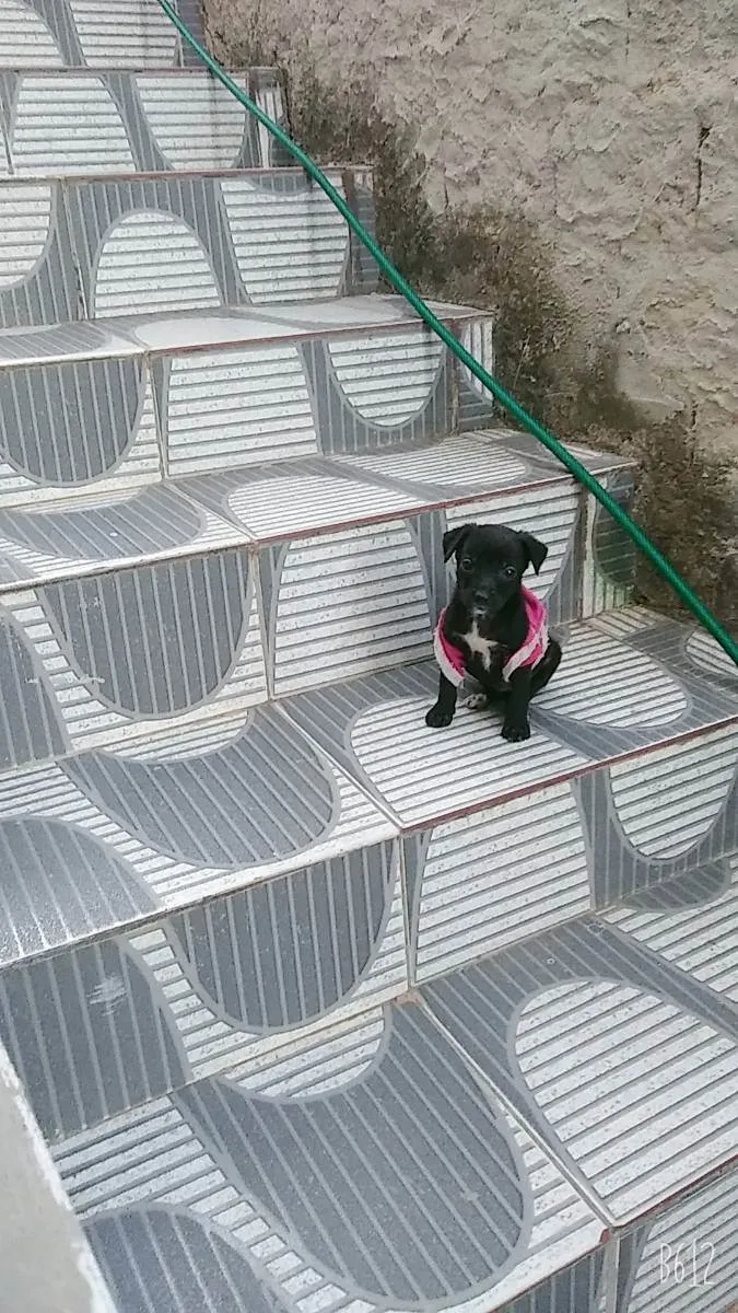 Cachorro raça Vira lata idade 2 a 6 meses nome Estrelinha 
