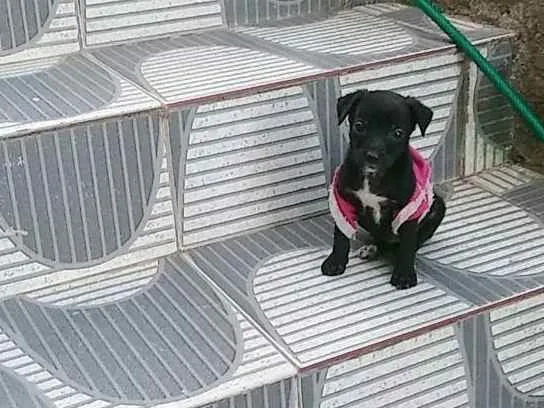 Cachorro raça Vira lata idade 2 a 6 meses nome Estrelinha 