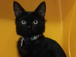 Gato raça srd idade 2 a 6 meses nome PIETRA