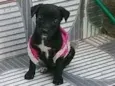 Estrelinha 