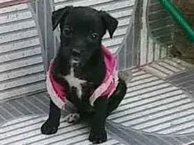 Cachorro raça Vira lata idade 2 a 6 meses nome Estrelinha 