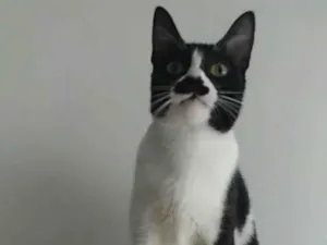 Gato raça srd frajolinha  idade 2 anos nome CHAYENE