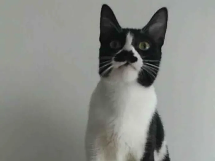 Gato ra a srd frajolinha  idade 2 anos nome CHAYENE