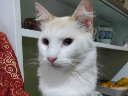 Gato raça SRD idade 6 ou mais anos nome BRANCA PELUDÉRRIMA