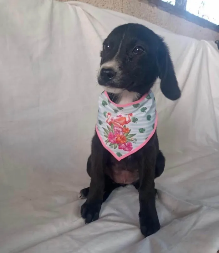 Cachorro raça Srd idade 2 a 6 meses nome Sálvia