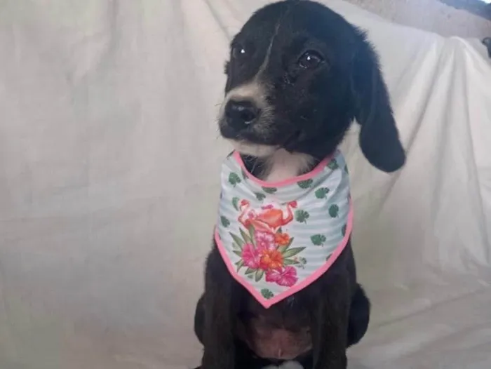 Cachorro raça Srd idade 2 a 6 meses nome Sálvia