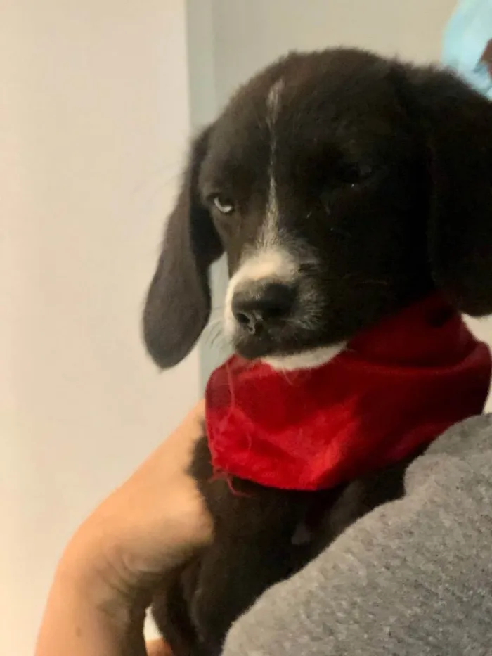 Cachorro raça Srd idade 2 a 6 meses nome Sálvia