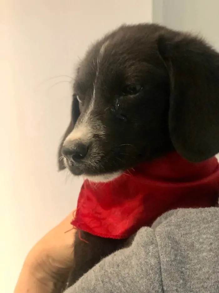 Cachorro raça Srd idade 2 a 6 meses nome Sálvia