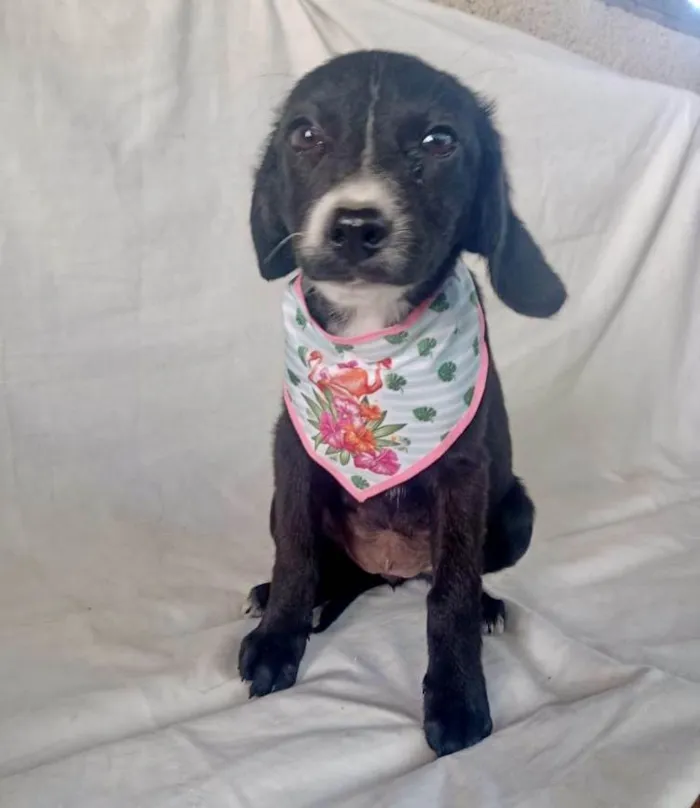 Cachorro raça Srd idade 2 a 6 meses nome Sálvia