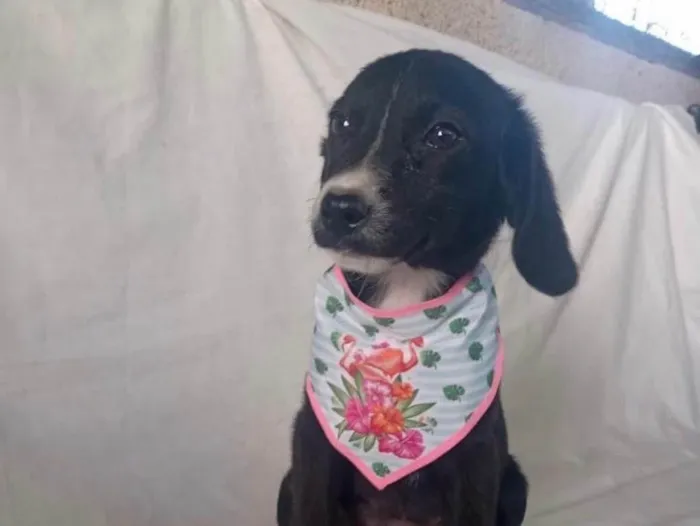 Cachorro raça Srd idade 2 a 6 meses nome Sálvia