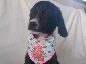 Cachorro raça Srd idade 2 a 6 meses nome Sálvia