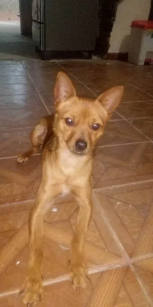 Cachorro raça Pincher  idade 1 ano nome X