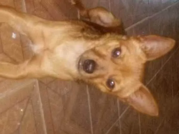 Cachorro raça Pincher  idade 1 ano nome X