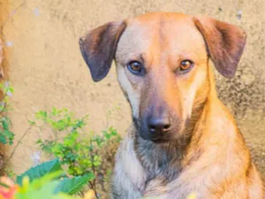 Cachorro raça SRD idade 2 anos nome Sorriso