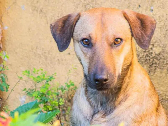 Cachorro ra a SRD idade 2 anos nome Sorriso