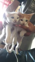 Jovi e Levi
