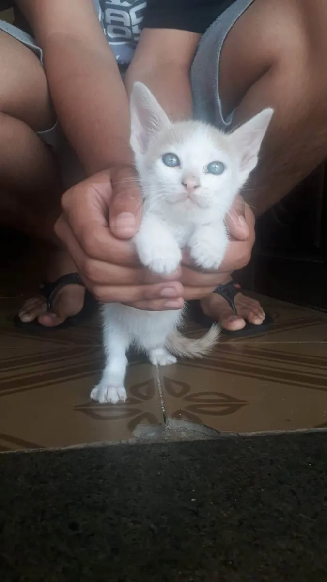 Gato ra a Indefinida idade Abaixo de 2 meses nome Jovi e Levi