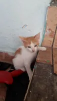 Jovi e Levi