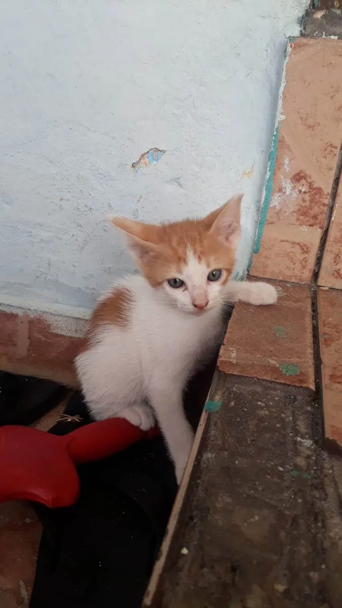 Gato ra a Indefinida idade Abaixo de 2 meses nome Jovi e Levi