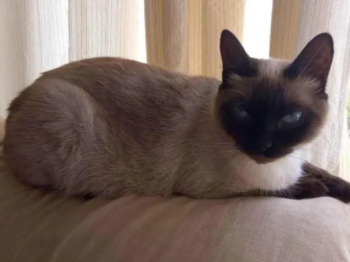 Gato ra a siamês idade 2 anos nome Bibi