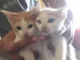 Jovi e Levi