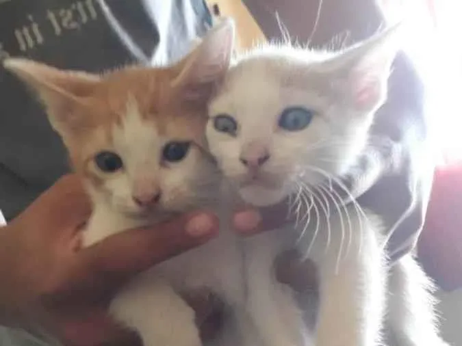 Gato ra a Indefinida idade Abaixo de 2 meses nome Jovi e Levi
