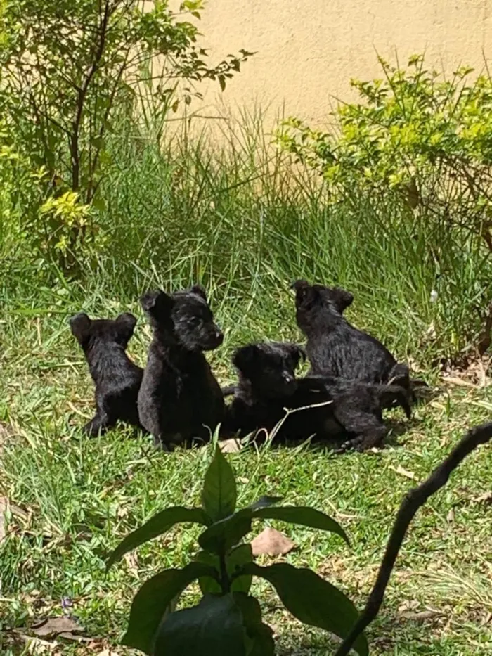Cachorro raça Srd  idade 2 a 6 meses nome Sem nomes 