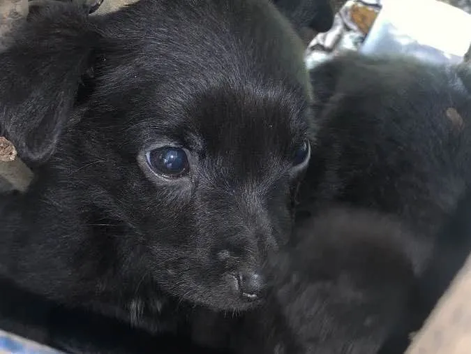 Cachorro raça Srd  idade 2 a 6 meses nome Sem nomes 