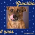 Cachorro raça SRD  idade 6 ou mais anos nome Grandão 