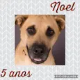 Cachorro raça SRD  idade 5 anos nome Noel 