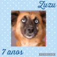 Cachorro raça SRD  idade 6 ou mais anos nome Zuzu 