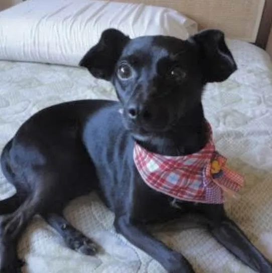 Cachorro ra a Mestica idade 7 a 11 meses nome Rubi