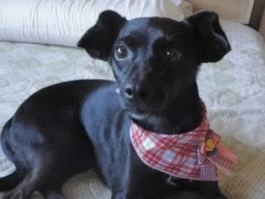 Cachorro ra a Mestica idade 7 a 11 meses nome Rubi