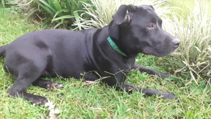 Cachorro ra a Pitbull com Labrador  idade 2 anos nome Sally