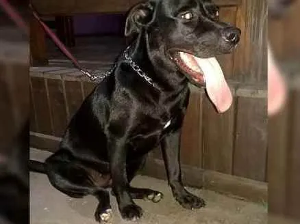 Cachorro ra a Pitbull com Labrador  idade 2 anos nome Sally