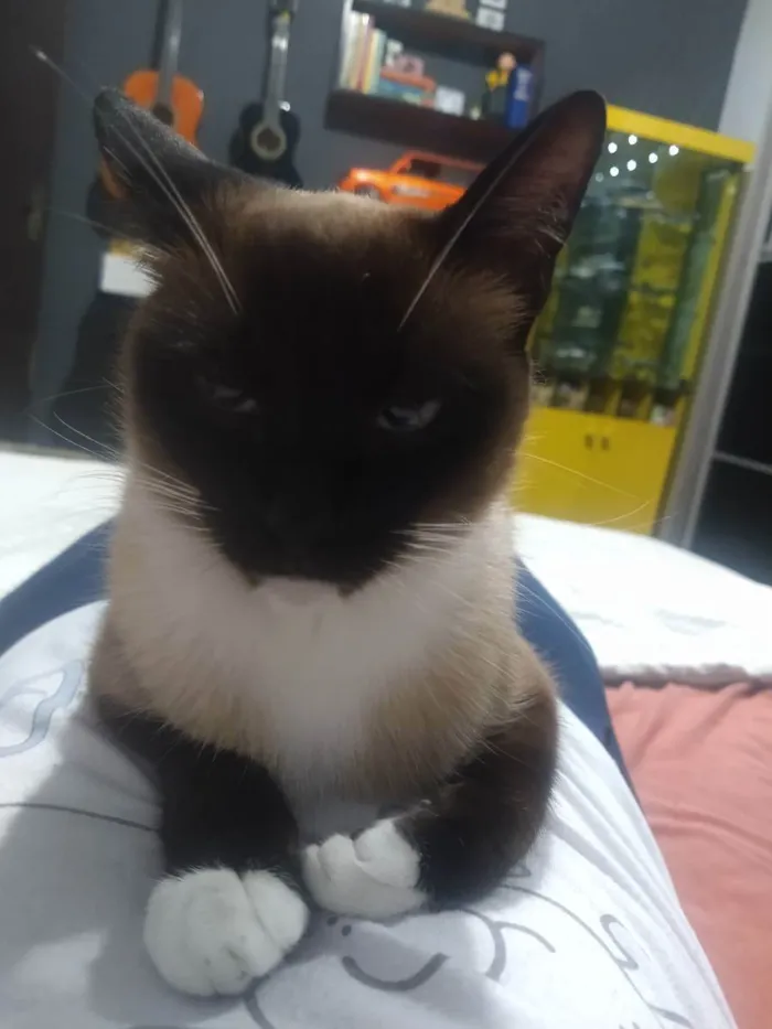 Gato ra a Mestiça Ciames  idade 2 anos nome Clara