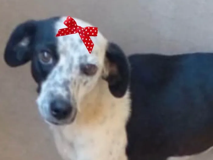 Cachorro raça Mestiça  idade 7 a 11 meses nome Julie 