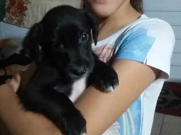 Cachorro raça  idade 2 a 6 meses nome Pretinha 