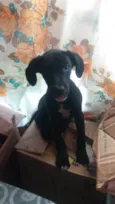 Pretinha 