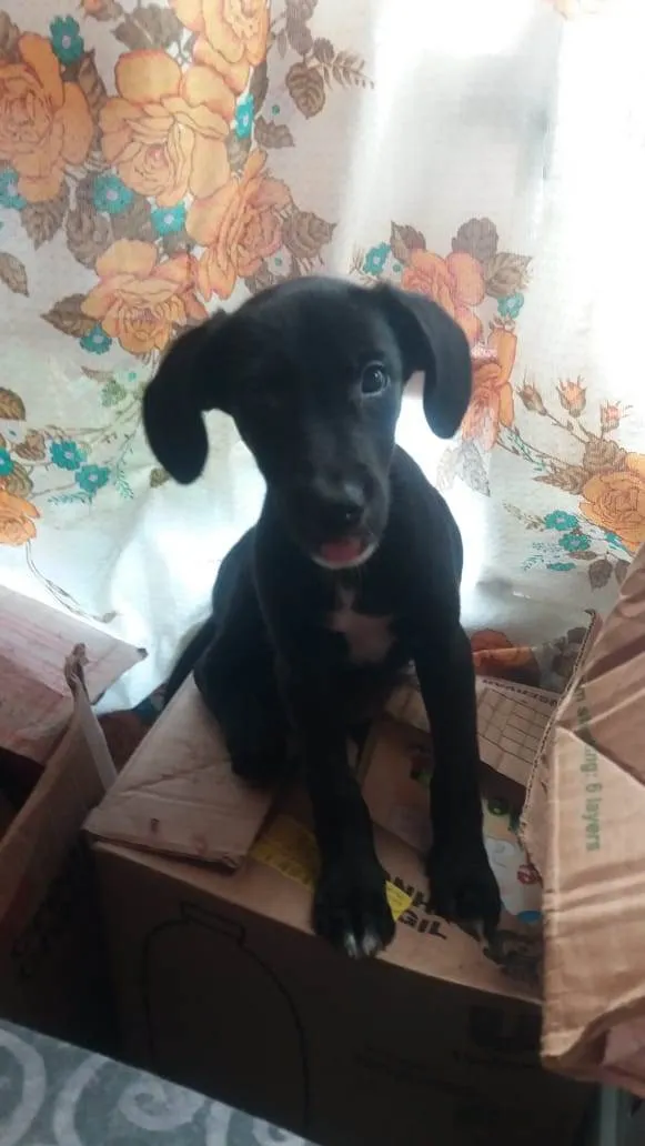 Cachorro raça  idade 2 a 6 meses nome Pretinha 