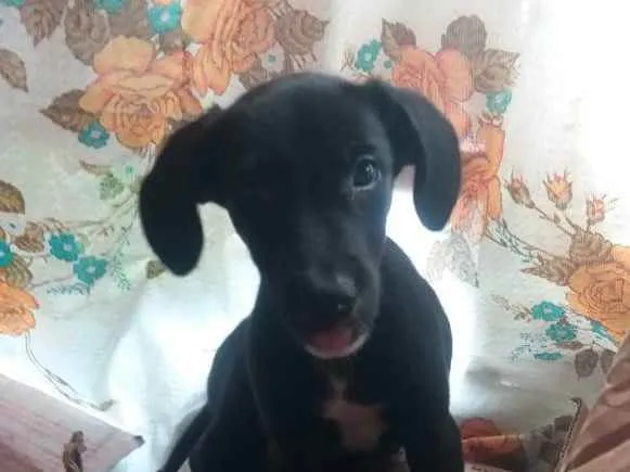 Cachorro raça  idade 2 a 6 meses nome Pretinha 