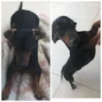 Loki