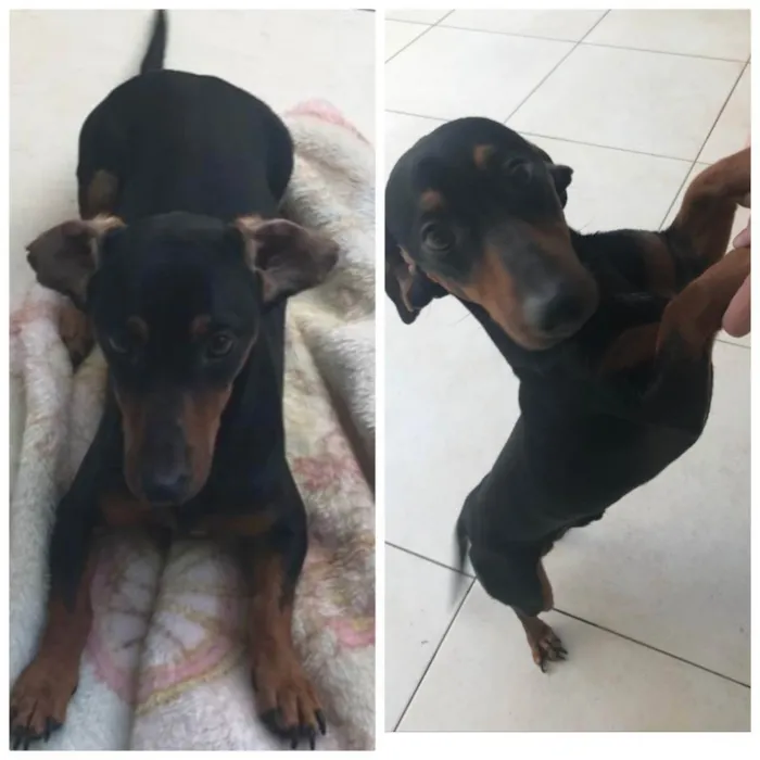 Cachorro ra a Salsicha  idade 1 ano nome Loki